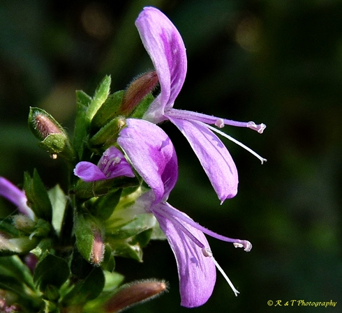 {Dicliptera brachiata}